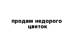 продам недорого  цветок